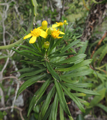 Euryops brevipapposus