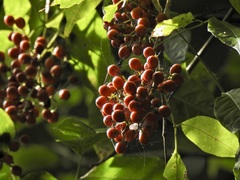 Vitex queenslandica