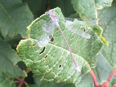 Lestes sponsa