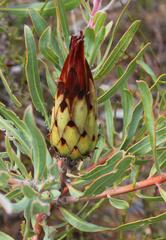 Protea burchellii