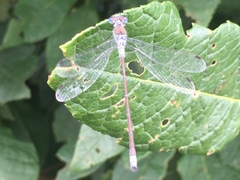 Lestes sponsa