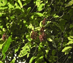 Vitex queenslandica