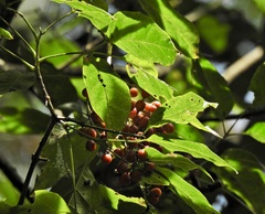 Vitex queenslandica
