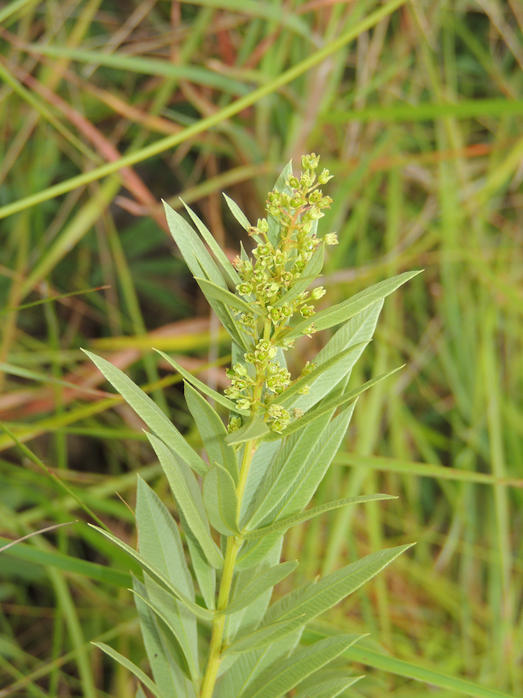 Pondo Currantrhus (Searsia in southern Africa) · iNaturalist