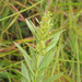 Searsia pondoensis - Photo (c) graham_g, algunos derechos reservados (CC BY-NC)