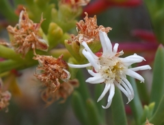 Ruschia multiflora