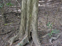 Vitex queenslandica