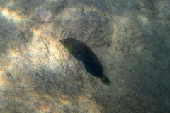 Halichoeres marginatus