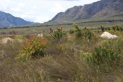 Leucadendron sessile