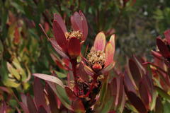 Leucadendron sessile