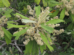 Tarchonanthus trilobus