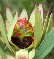 Leucadendron sessile