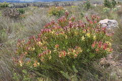 Leucadendron sessile
