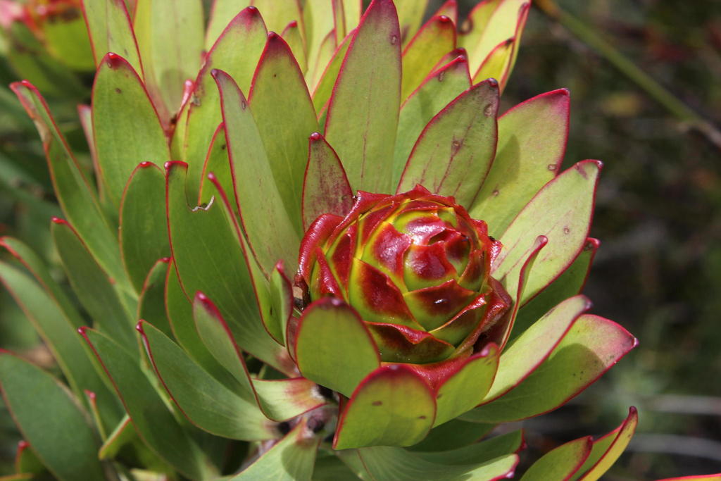 Western Sunbush