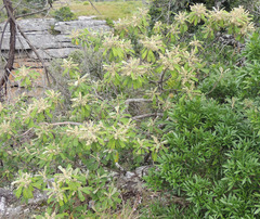 Tarchonanthus trilobus