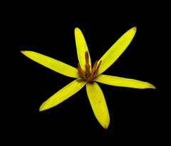 Pauridia curculigoides