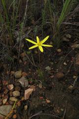 Pauridia curculigoides