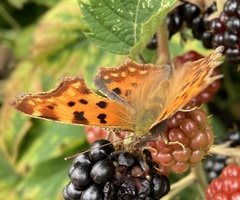 Polygonia c-album