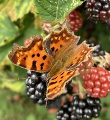 Polygonia c-album