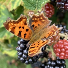 Polygonia c-album