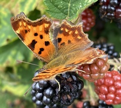 Polygonia c-album