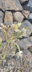 Silene pogonocalyx image