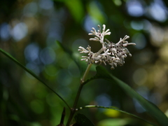 Chassalia curviflora