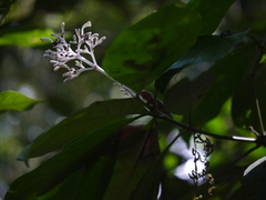 Chassalia curviflora