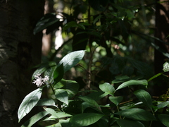 Chassalia curviflora