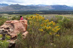 Rafnia amplexicaulis