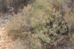 Aspalathus alpestris