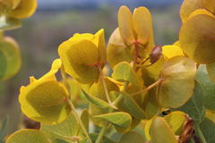 Rafnia amplexicaulis