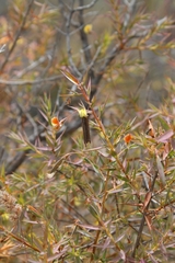 Aspalathus alpestris