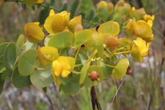 Rafnia amplexicaulis