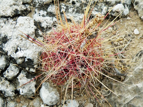 Thelocactus bicolor