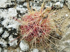 Thelocactus bicolor