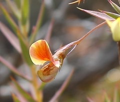 Aspalathus alpestris