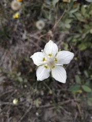 Parnassia palustris