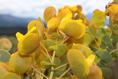 Rafnia amplexicaulis