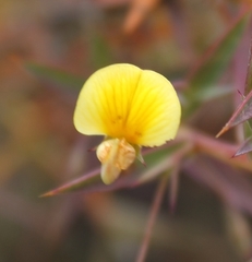 Aspalathus alpestris