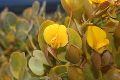 Rafnia amplexicaulis