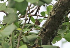 Euthalia adonia pinwilli