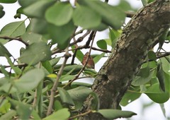 Euthalia adonia pinwilli