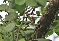 Euthalia adonia pinwilli