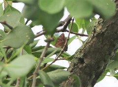 Euthalia adonia pinwilli