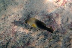 Chrysiptera unimaculata