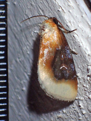 Chrysoecia scira