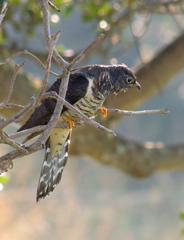 Cuculus solitarius