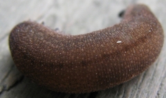 Peripatopsis clavigera