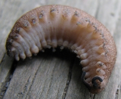 Peripatopsis clavigera